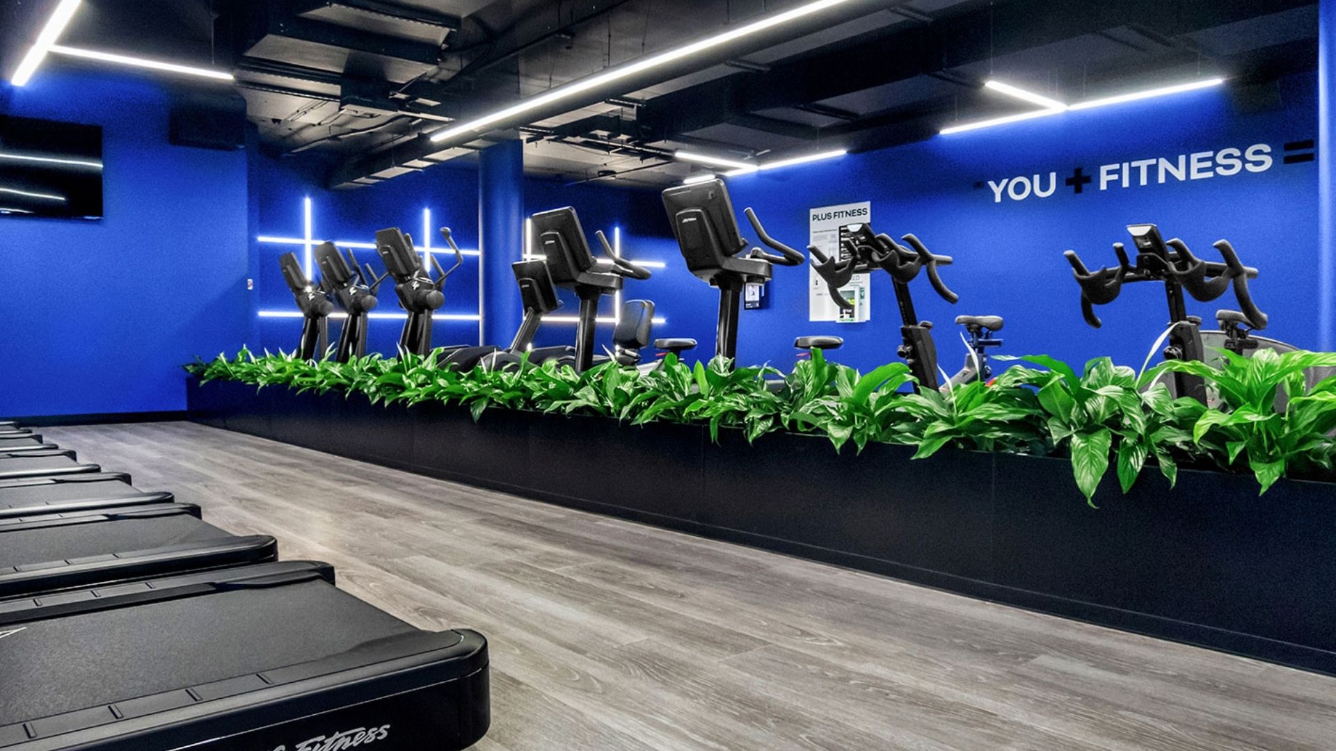 Treadmills and bikes against a blue wall with planting